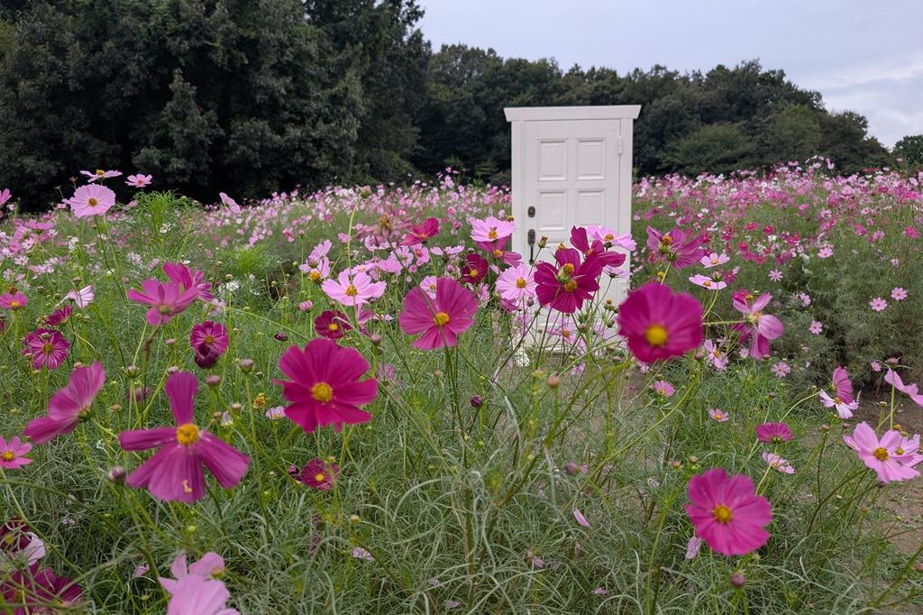 10月5日(日)のお花情報【コスモス・酔芙蓉】
