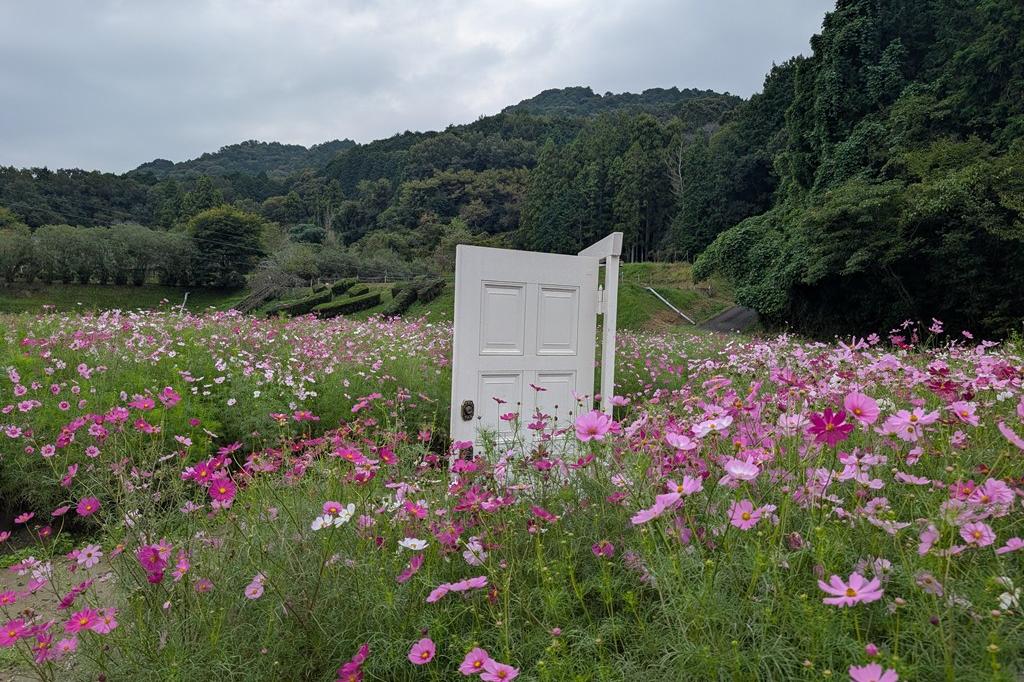 10月7日(火)のお花情報【コスモス・ナンバンギセル】