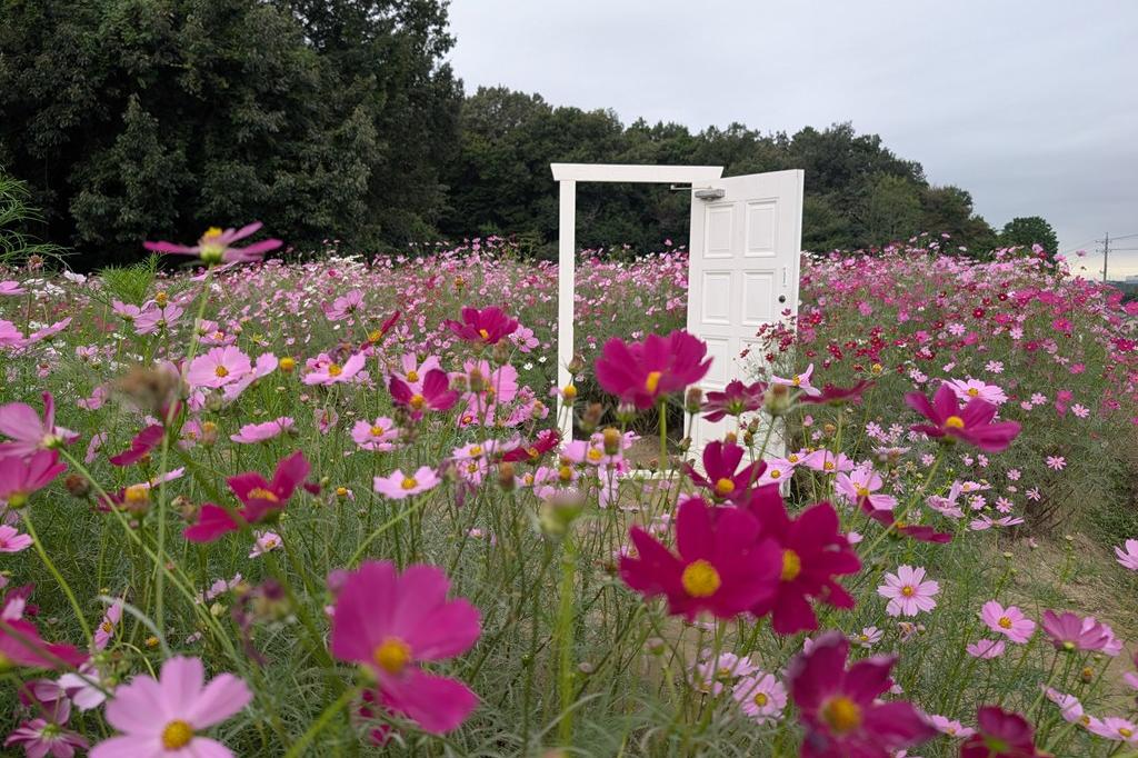 10月10日(金)のお花情報【コスモスが見頃です！】