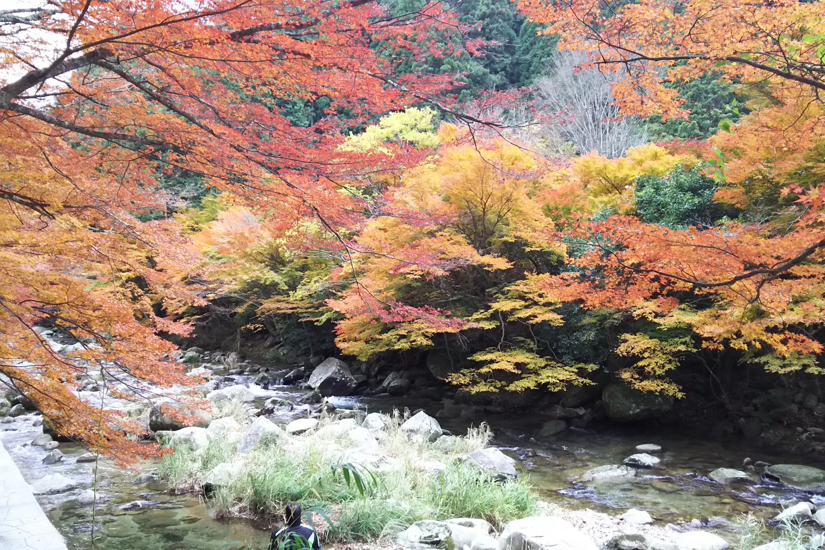 11月26日（日）のかおれ渓谷の紅葉状況を掲載しました！