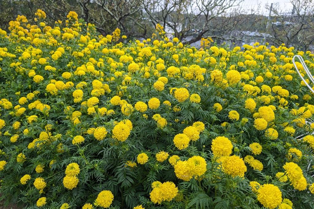 10月25日(土)のお花情報