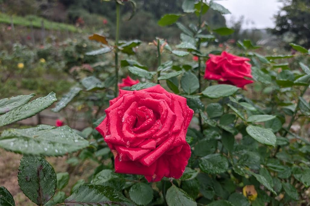 10月25日(土)秋のバラ開花状況
