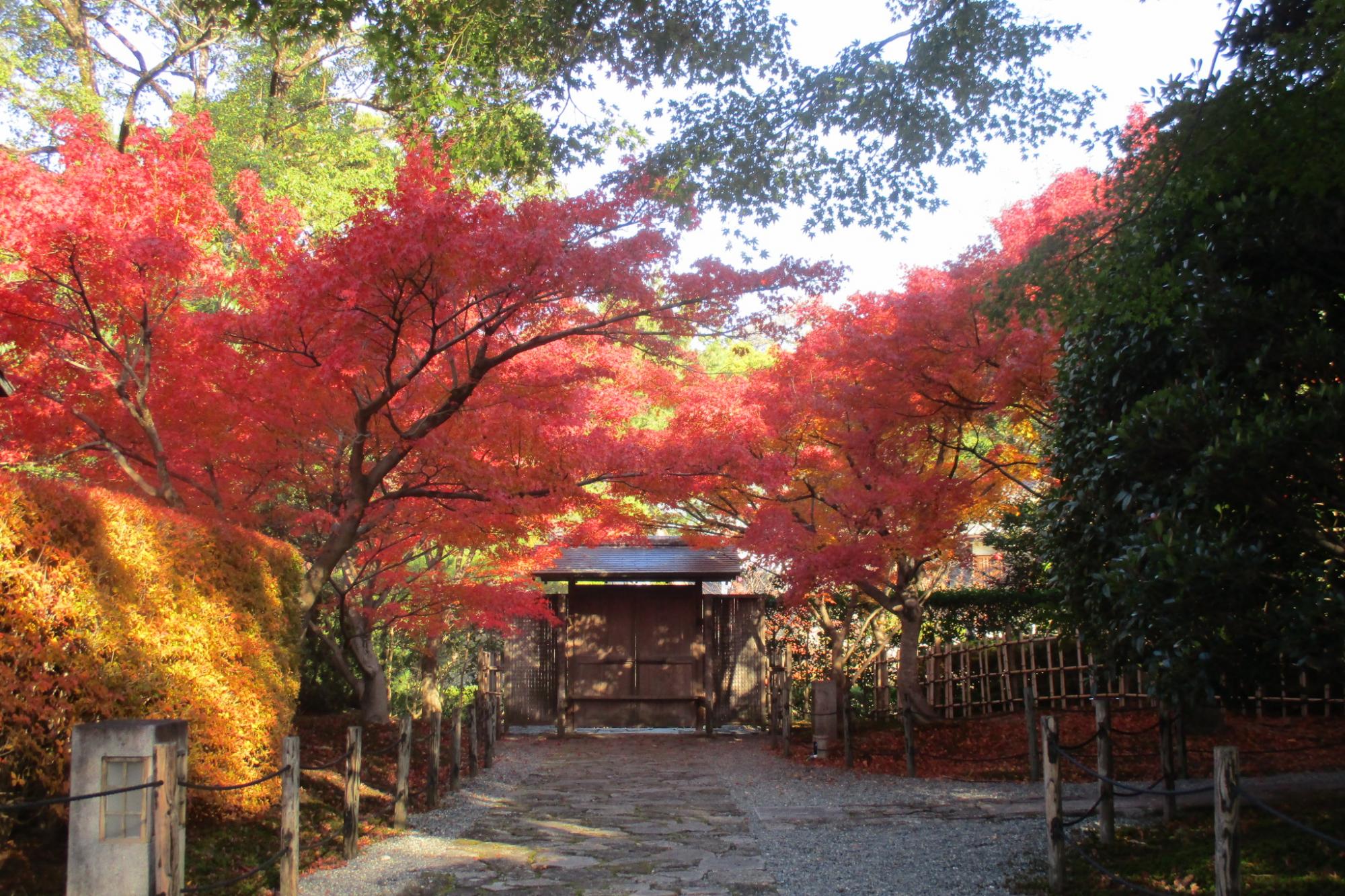 2017年11月27日（月）の紅葉状況を掲載しました！