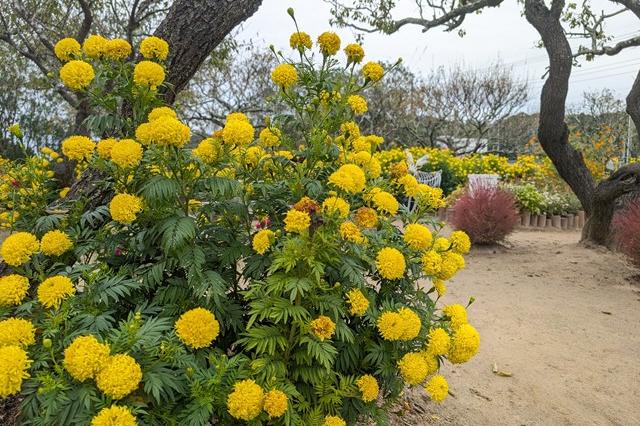 10月31日(金)のお花情報