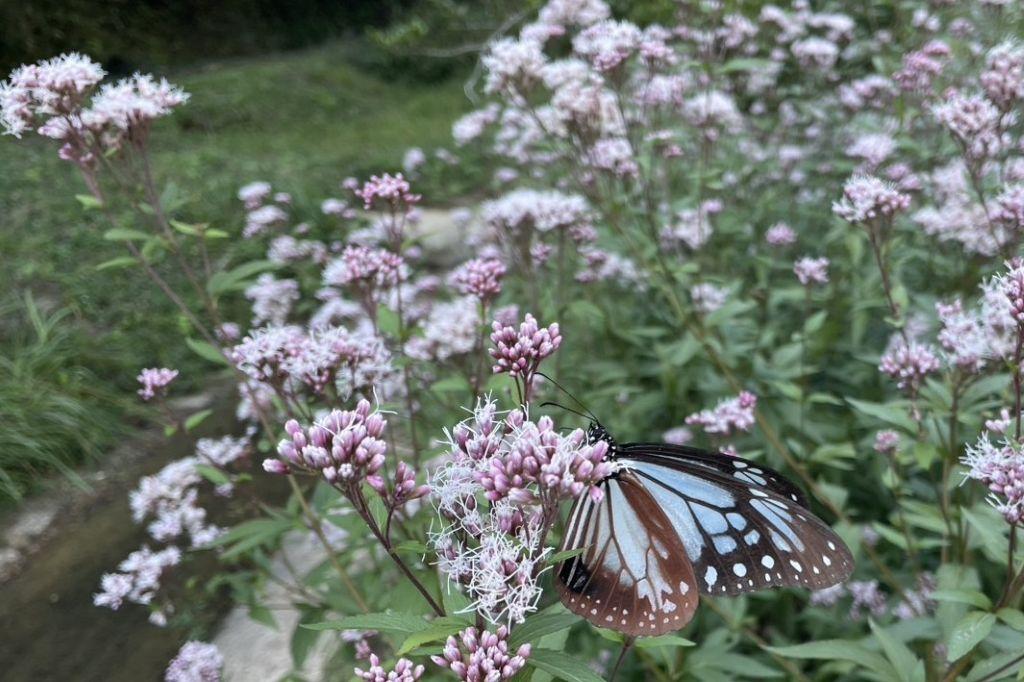 【イベントスケジュールと季節の写真】2025年11月～2026年1月