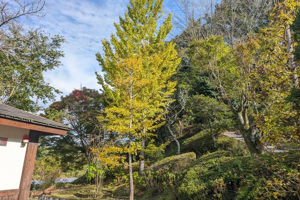 11月6日(木)の紅葉情報