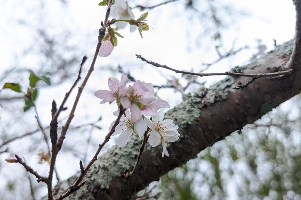 11月6日(木)のお花情報