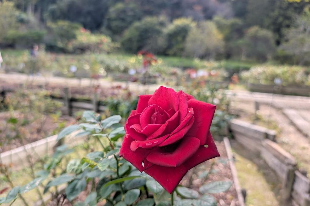 11月6日(木)秋のバラ開花状況