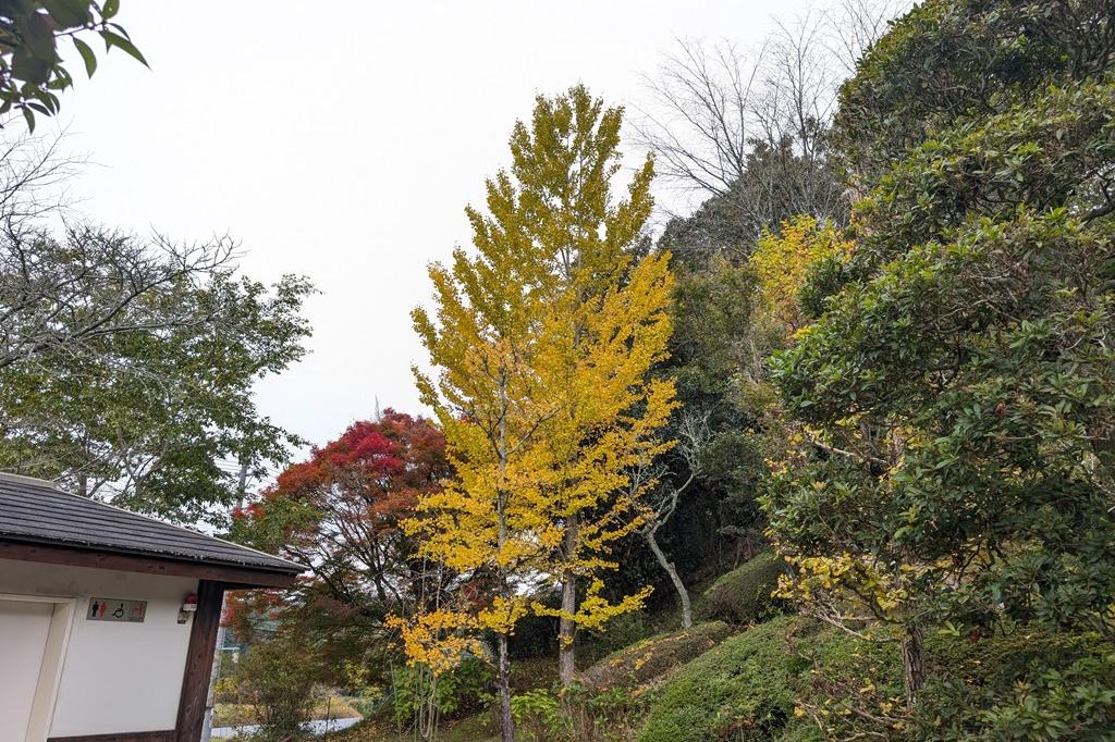 11月13日(木)の紅葉情報