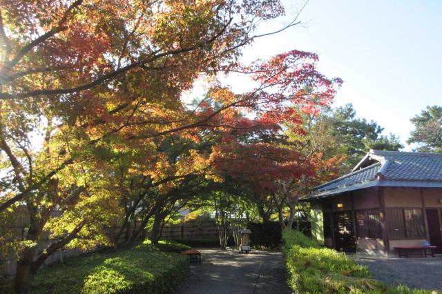 2025年11月15日（土）の紅葉情報を公開しました！