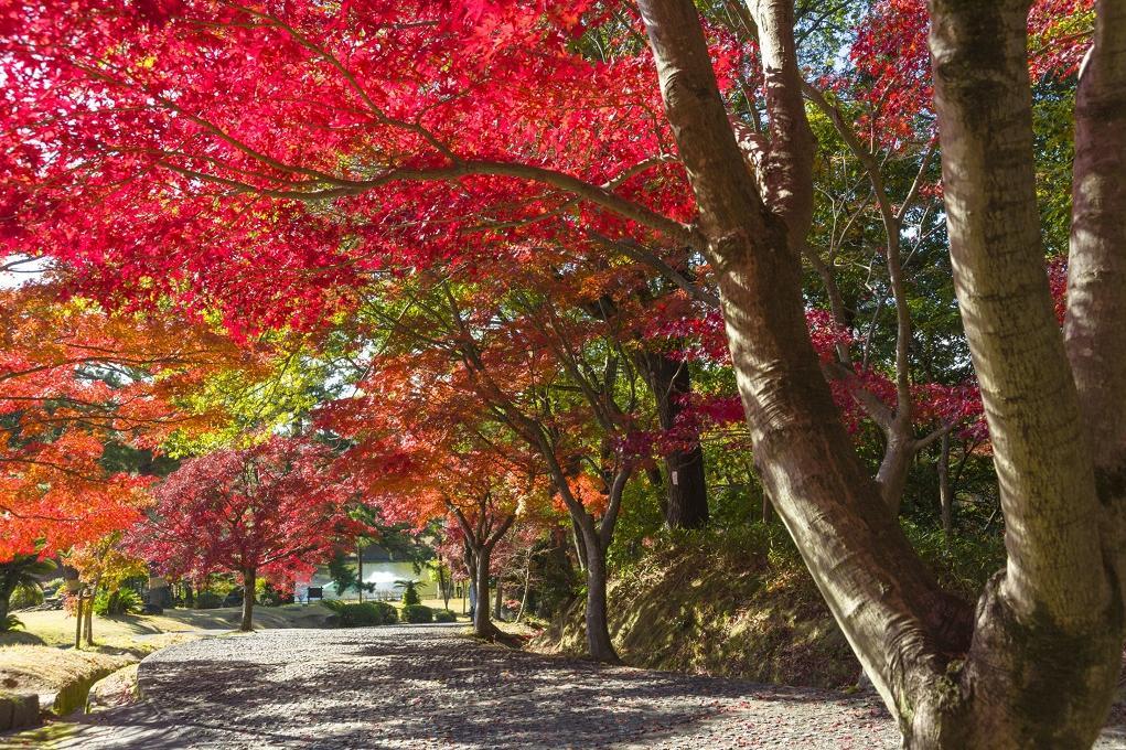 東公園「紅葉まつり」開催中！開催は12月7日（日）まで！