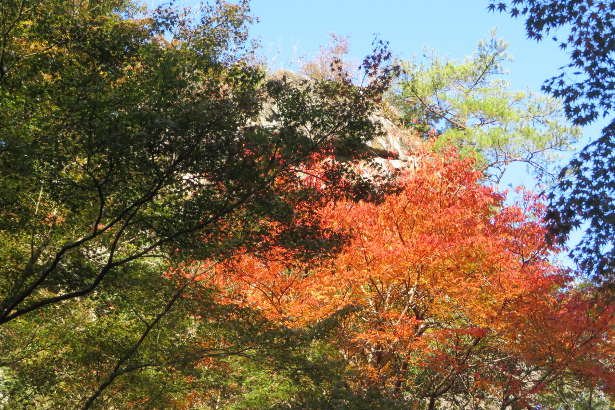 2025年のくらがり渓谷紅葉情報はこちら！