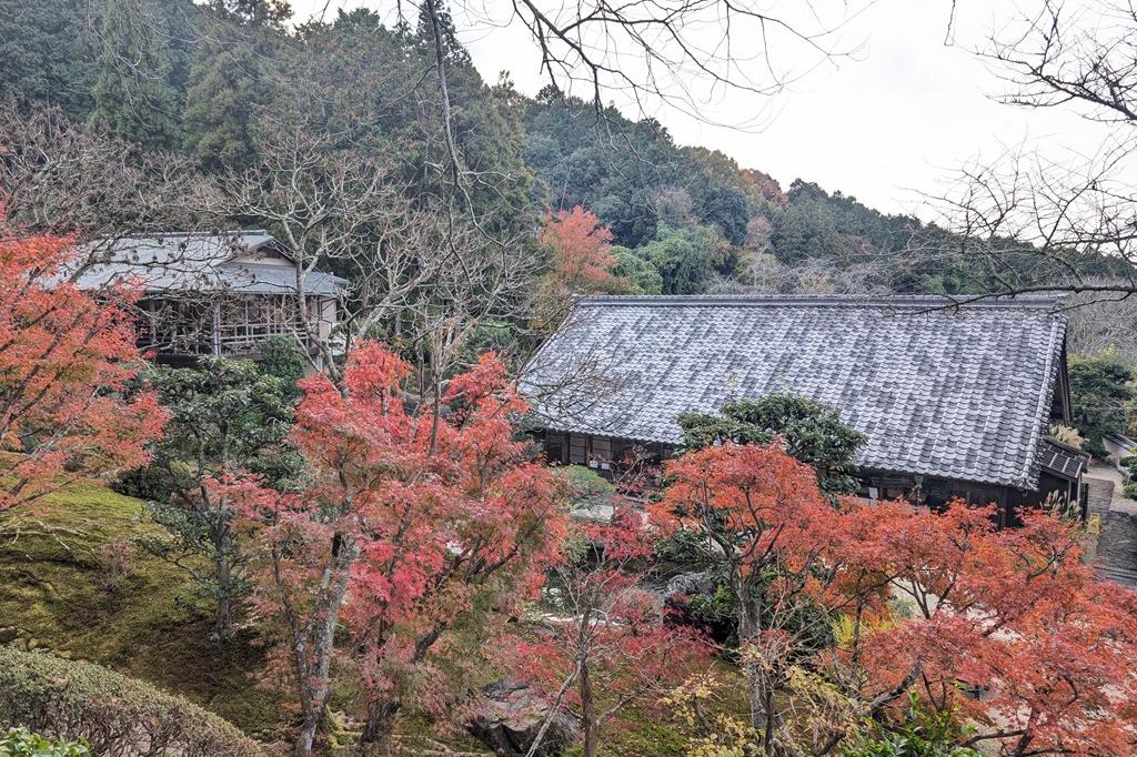 11月21日(金)の紅葉情報