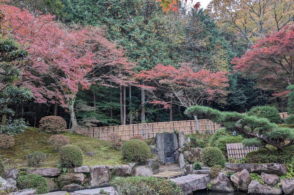 11月23日(日)の紅葉情報