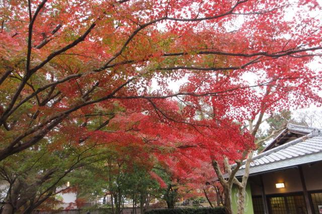 2025年11月25日（火）の紅葉情報を公開しました！