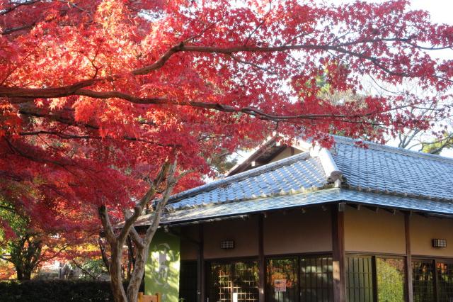2025年11月26日（水）の紅葉情報を公開しました！