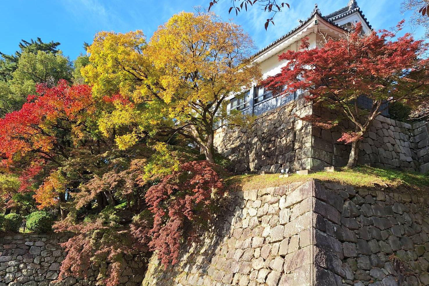 2025年11月28日（金）の紅葉情報を公開しました！