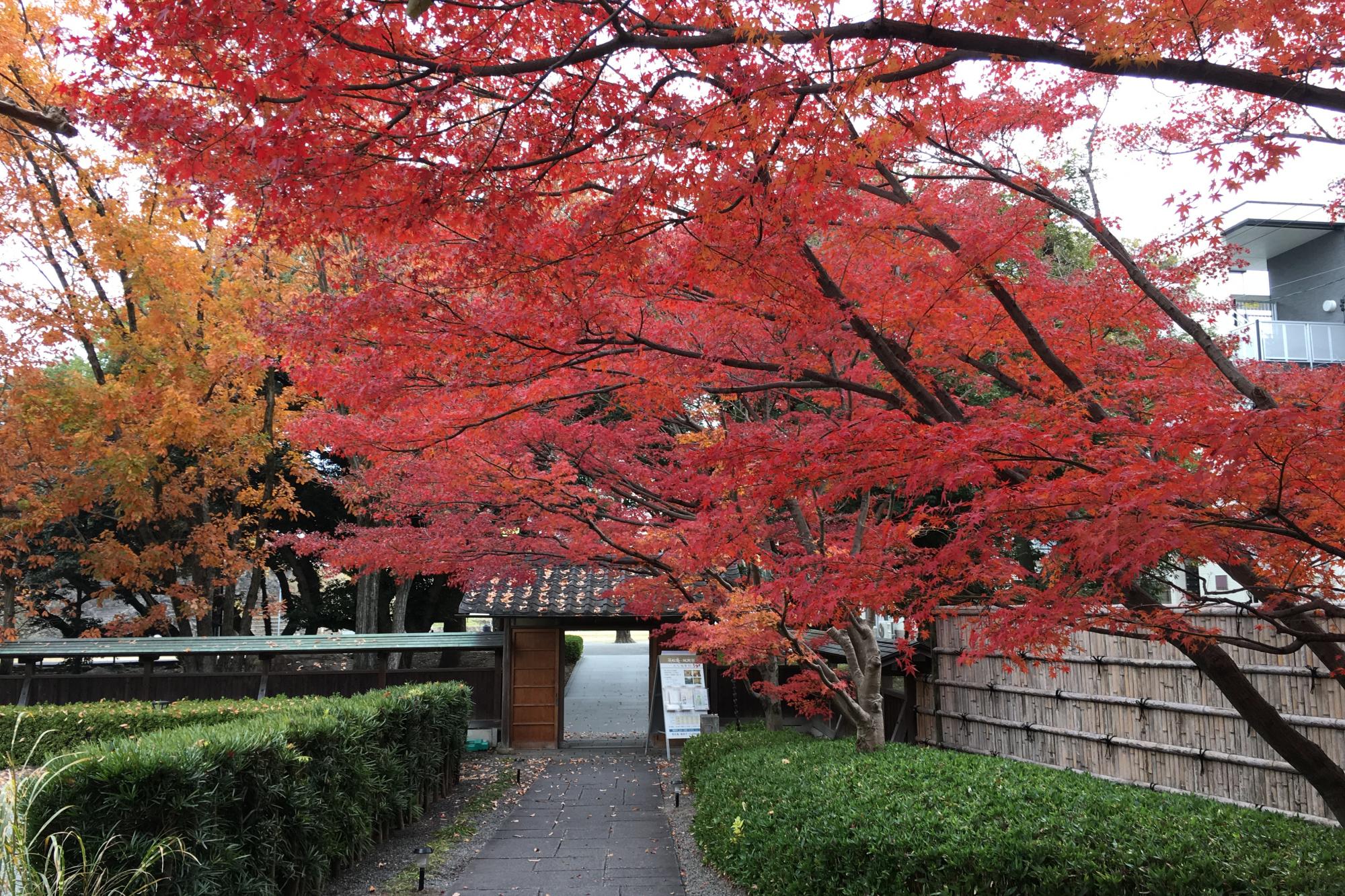 2017年11月30日（木）の紅葉状況を掲載しました！