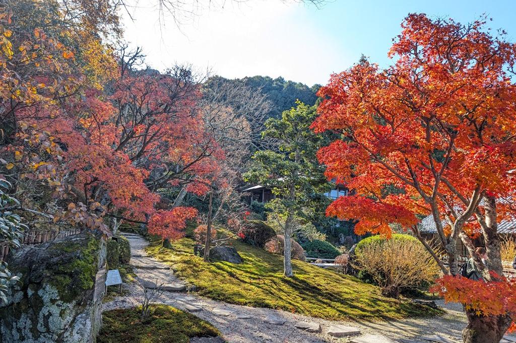 11月29日(土)の紅葉情報