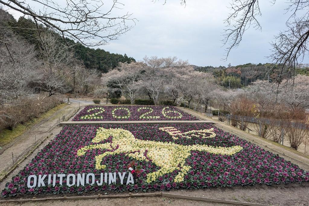 葉牡丹で2026年の干支「うま(馬)」を描きました！【2026年2月末まで公開予定】