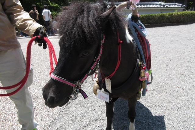 2026年1月2日（金）～5日（月）は岡崎城公園でポニーの乗馬体験ができます！