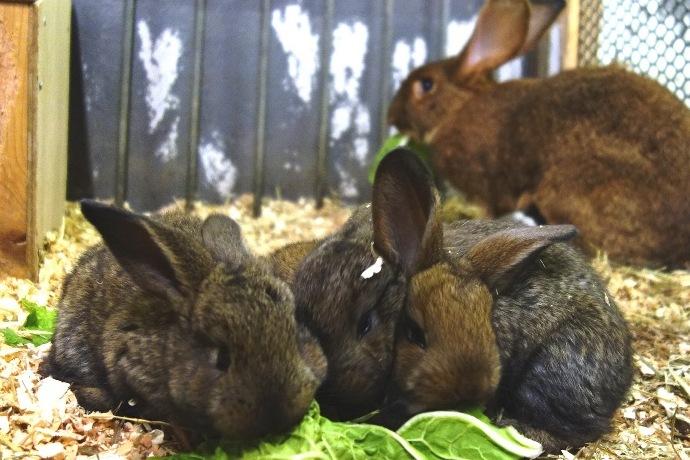 フレミッシュジャイアントに子どもが生まれました！【東公園動物園】