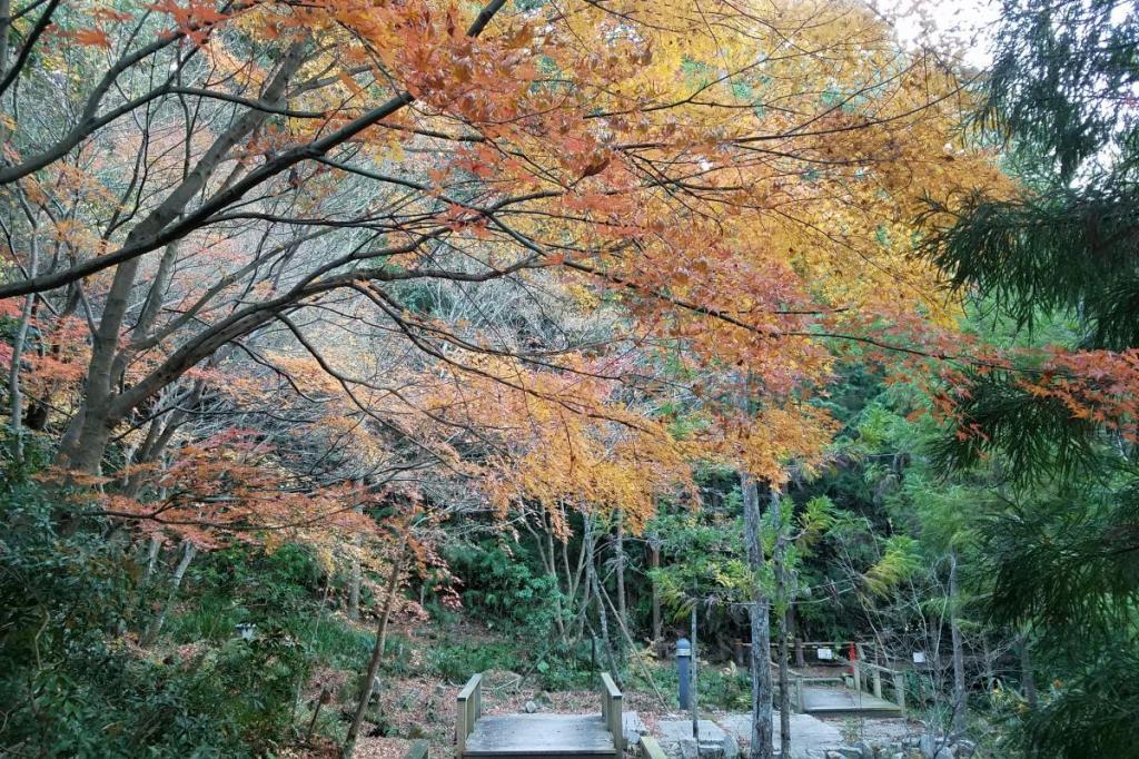 2017年12月3日（日）紅葉状況を掲載しました！