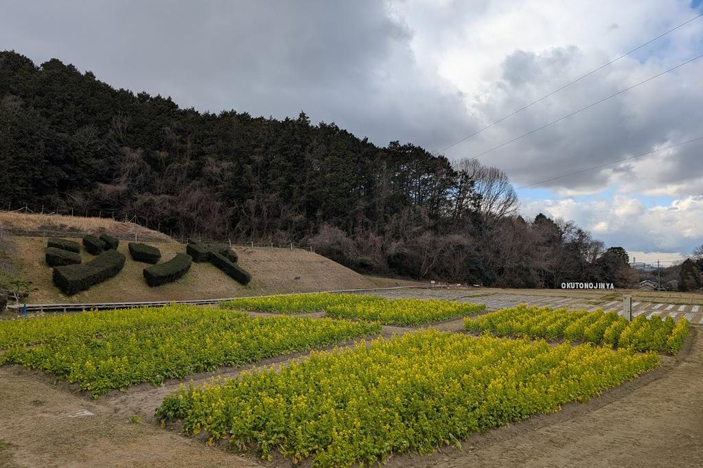 1月29日(木)のお花情報【菜花の様子です】