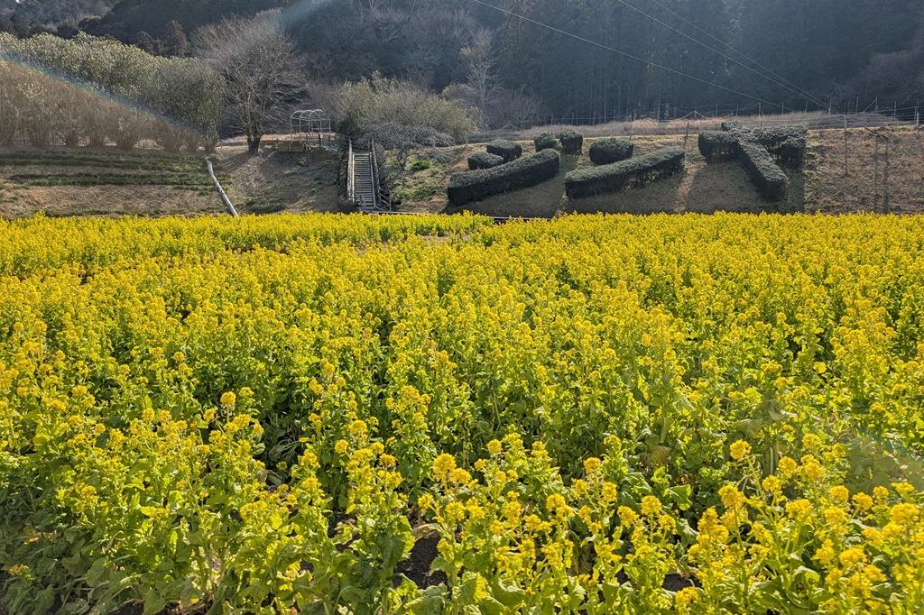 2026年奥殿陣屋のお花情報