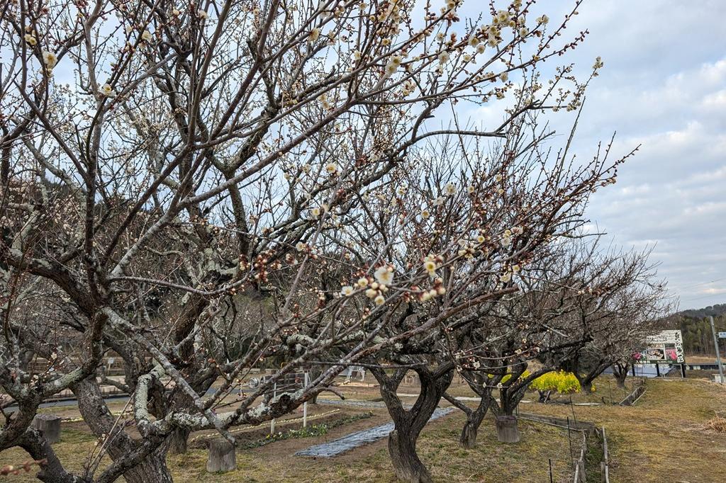 2月17日(火)梅の開花情報