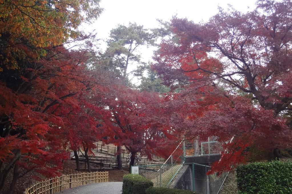 12月4日（月）の東公園の紅葉の様子を掲載しました！ 