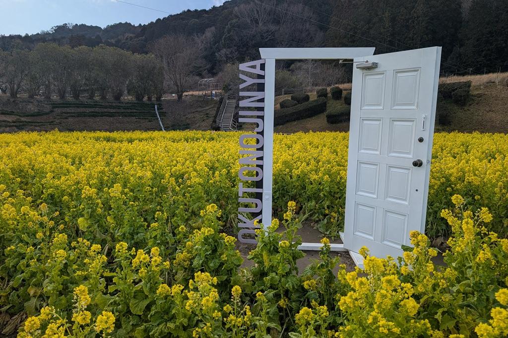 2月18日(水)のお花情報【菜花の様子です】