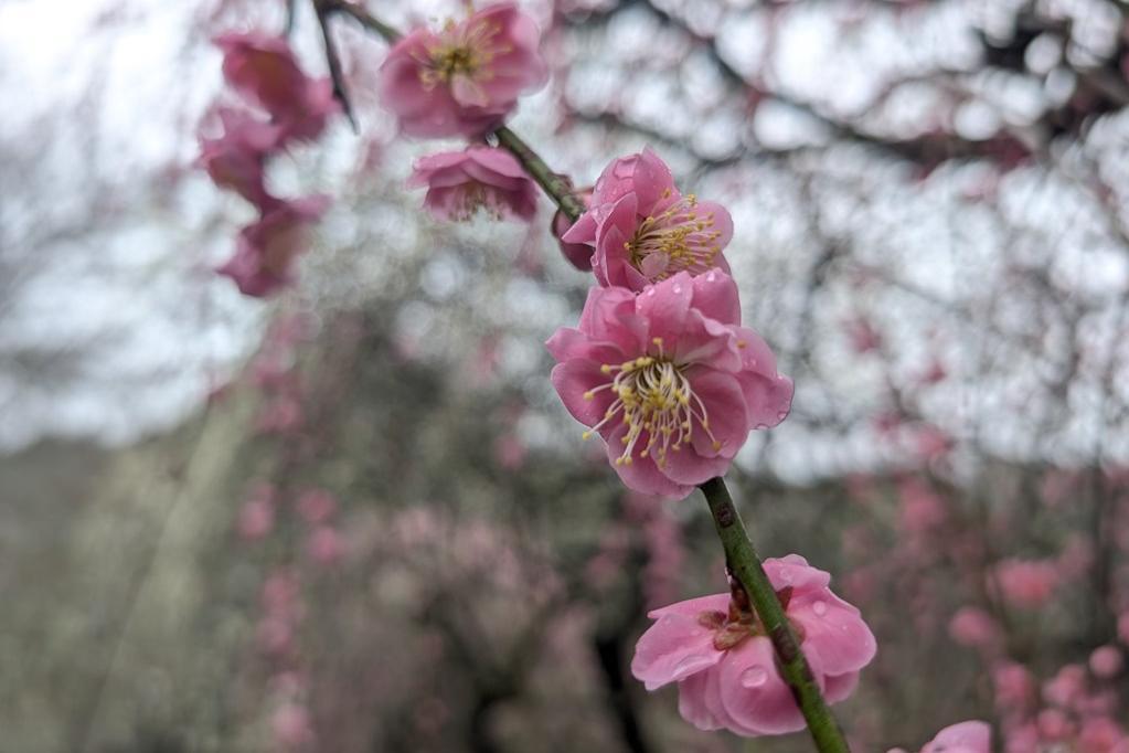 奥殿陣屋の梅開花情報をお届けします！