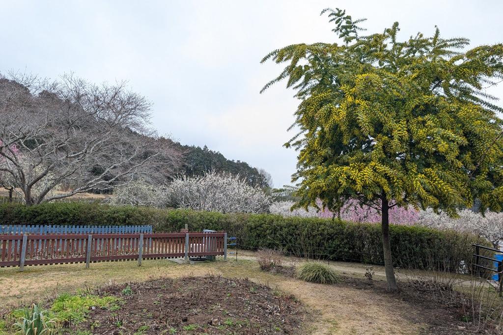 2月27日(金)のお花情報【菜花(見頃続く)・ミモザ(開花確認)・カタクリ(芽)】