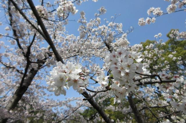 2026年３月25日（水）から桜まつりが始まります！