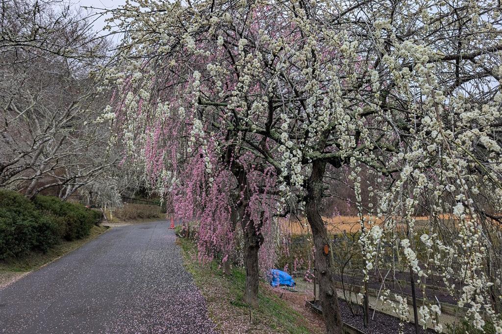 3月3日(火) 梅の開花情報