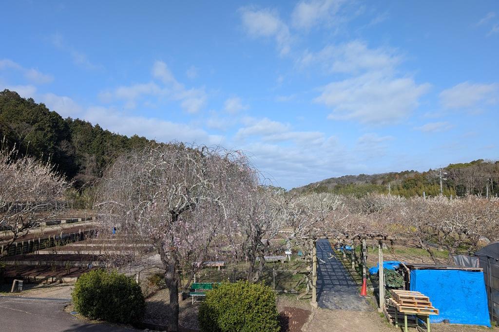 3月6日(金) 梅の開花情報