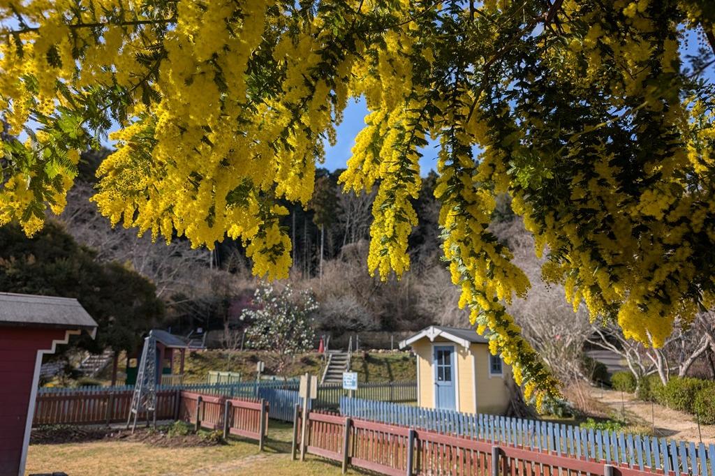 3月6日(金) のお花情報