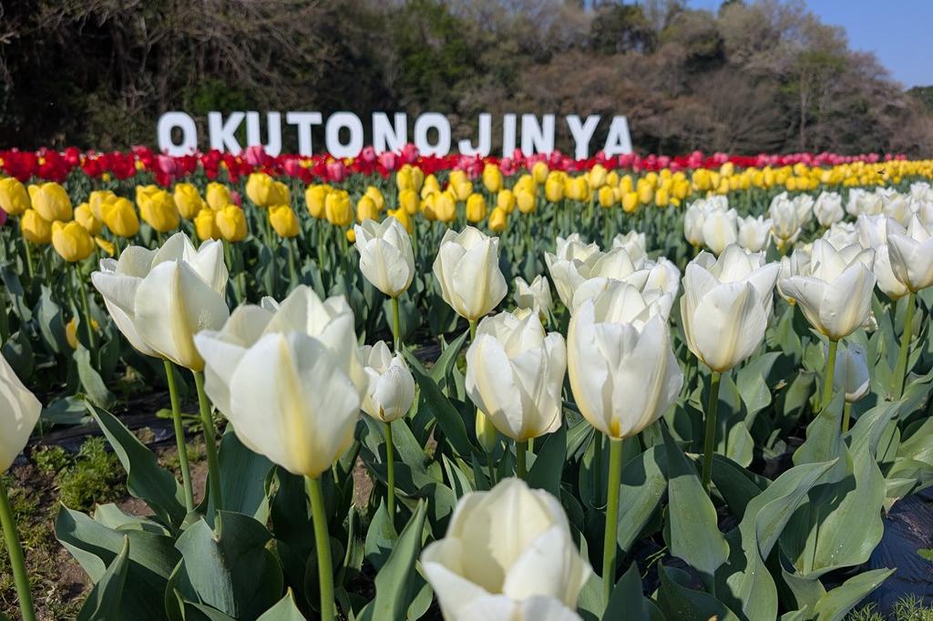 2026年のチューリップ情報