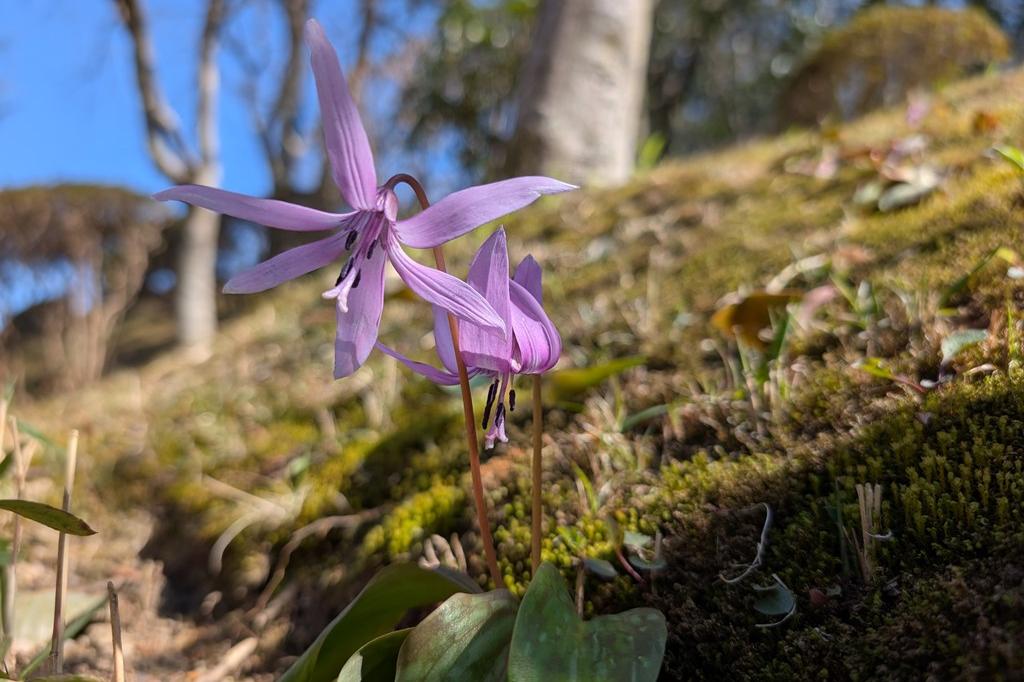 3月12日(木)のお花情報【カタクリ・菜花】