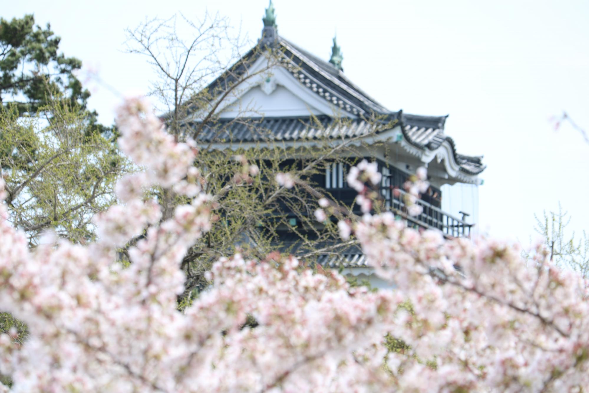 2026年岡崎城公園の桜の開花状況はこちら！