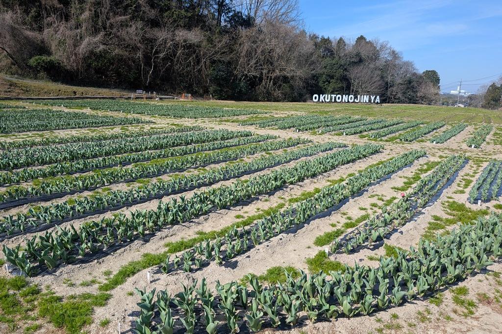3月17日(火)のチューリップ開花状況