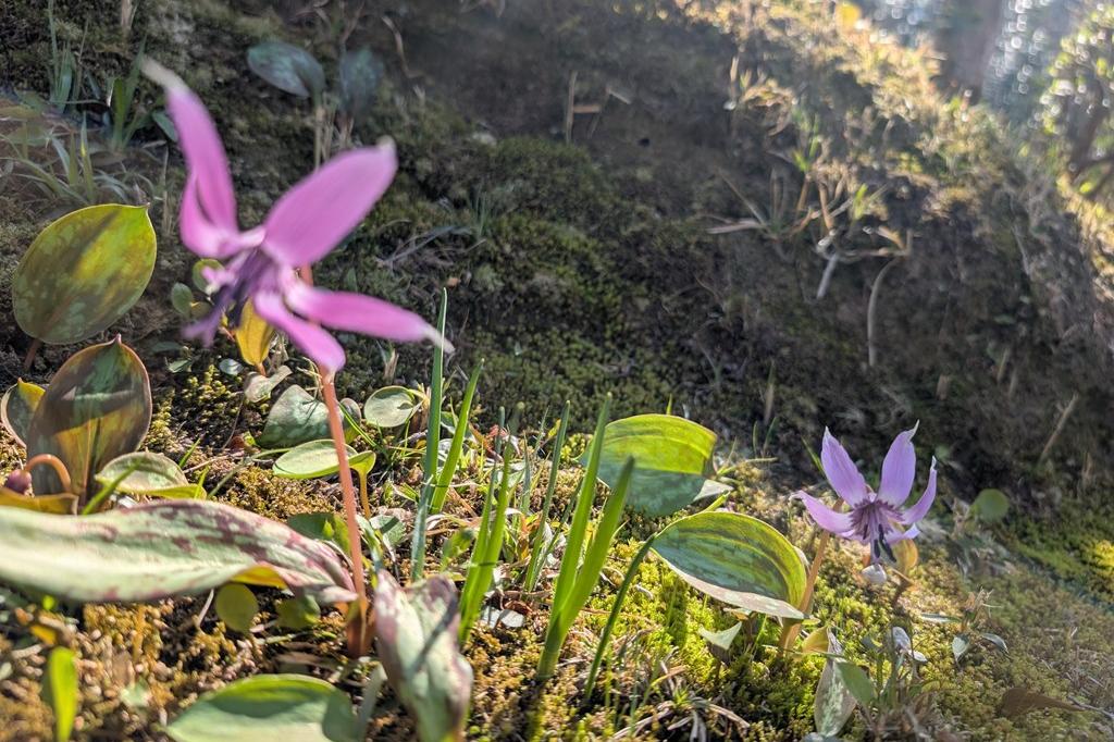 3月17日(火)のお花情報【カタクリの開花が進んでいます】