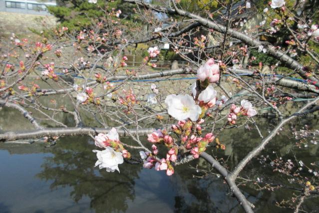 岡崎城公園の桜が開花しました！