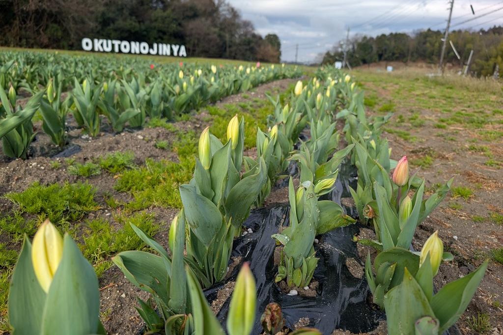 3月19日(木)のチューリップ開花状況