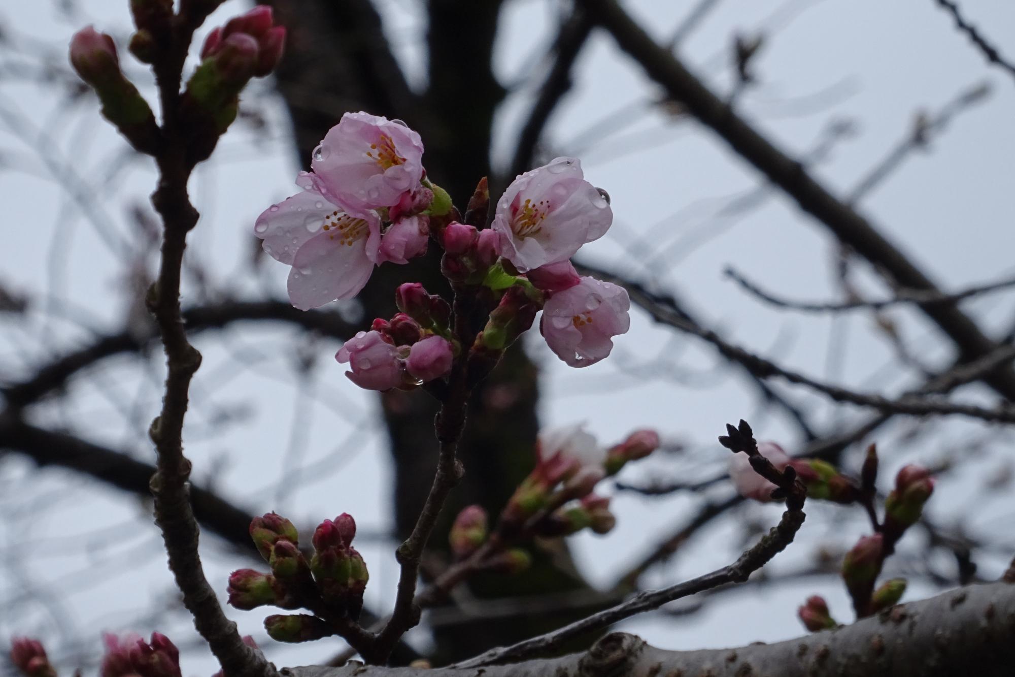 2026年3月19日（木）桜の開花状況を公開しました！