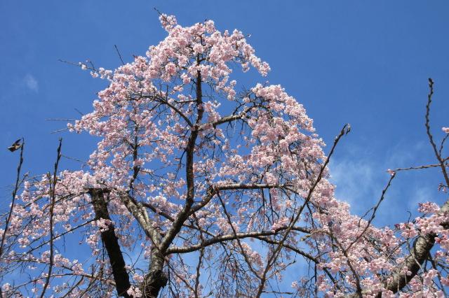 2026年3月20日（金）桜の開花状況を公開しました！