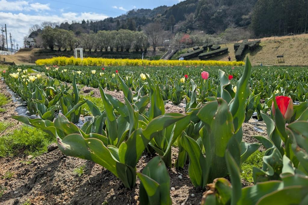 3月20日(金)のチューリップ開花状況