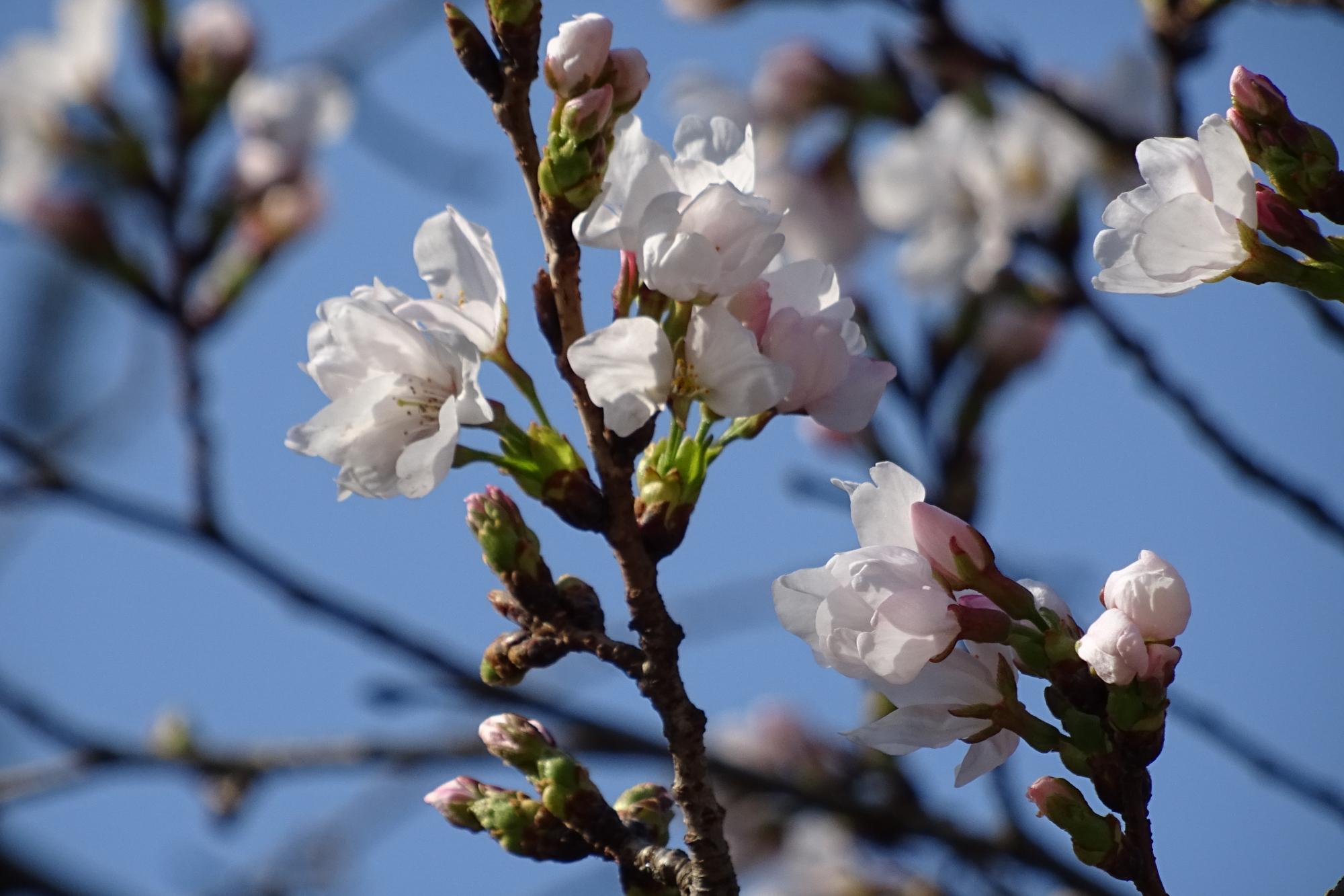2026年3月21日（土）桜の開花状況を公開しました！