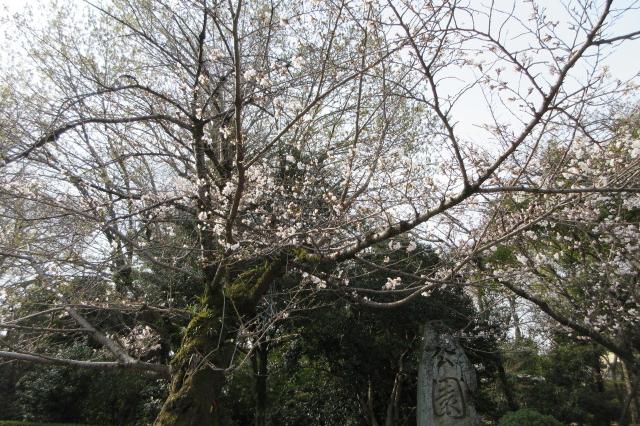 2026年3月22日（日）桜の開花状況を公開しました！